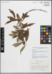 Foto von Salix pentandra L.